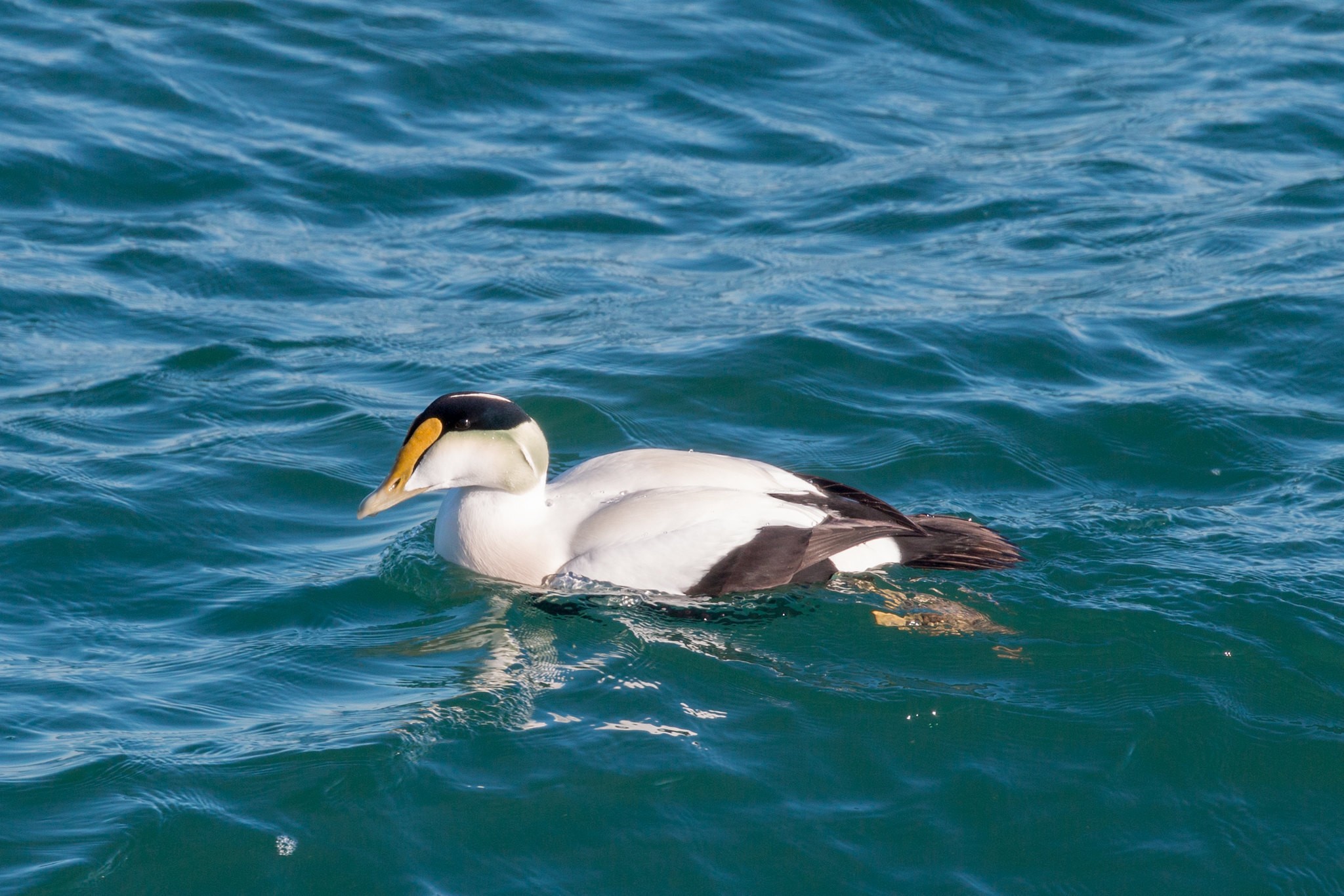 Usa a male common eider deer island one of the boston harbor islands