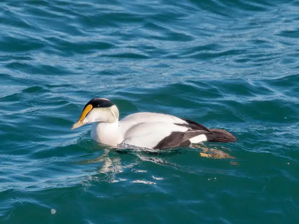 Usa a male common eider deer island one of the boston harbor islands