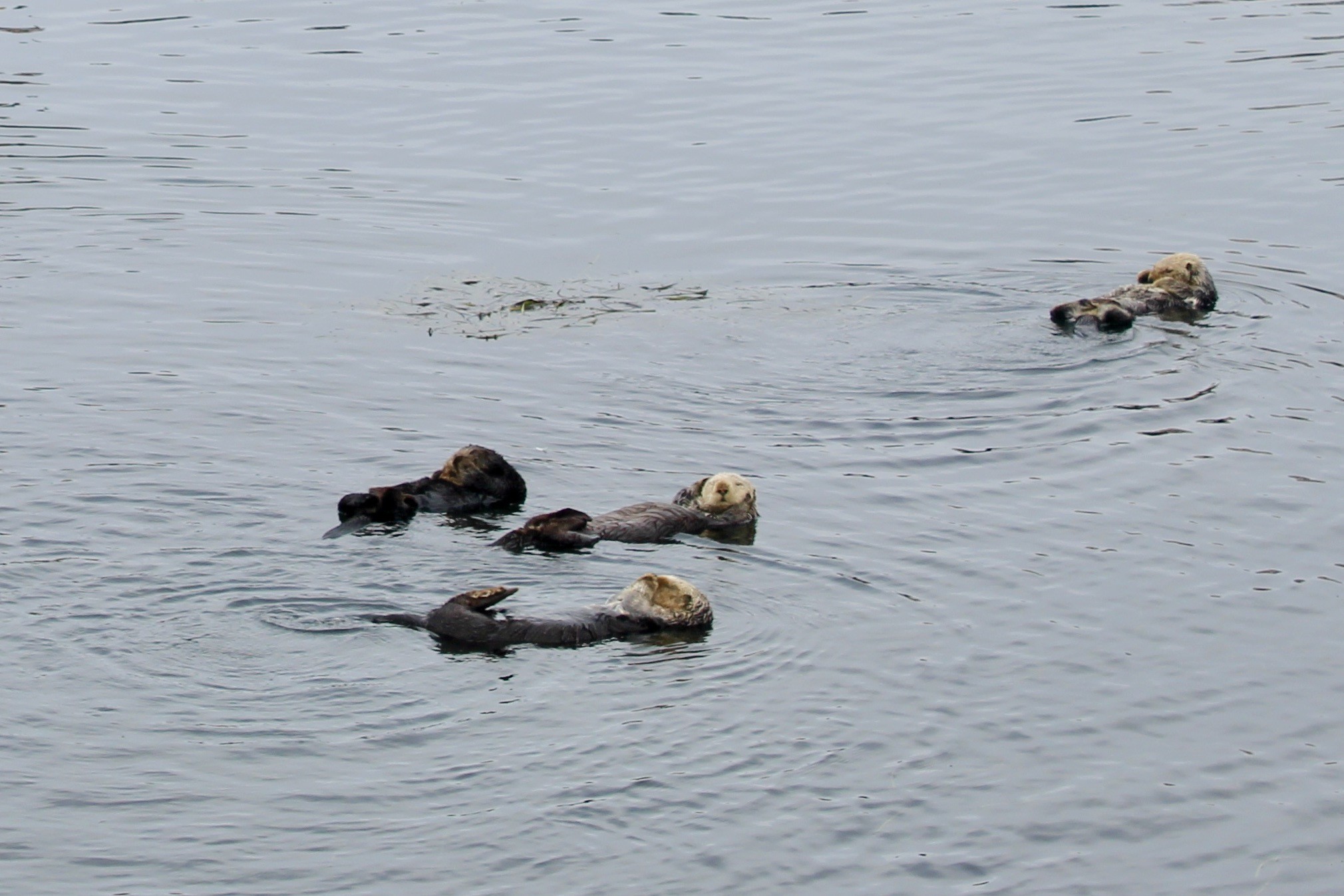 USA Kalifornien Morro Bay Seeotter