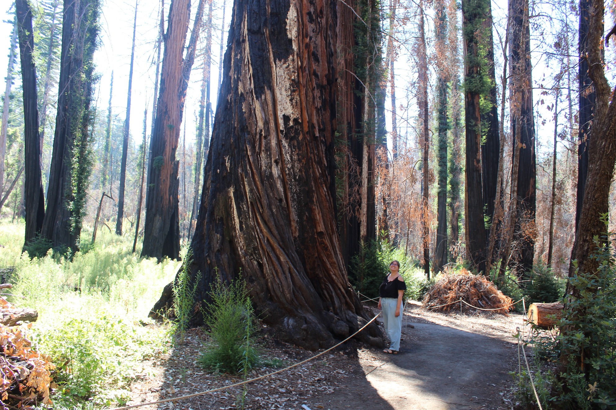 USA Kalifornien Big Basin Redwoods State Park Redwood
