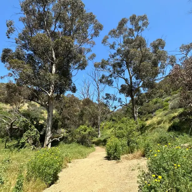 Wanderweg gesäumt von Bäumen im Runyon canyon in Hollywood