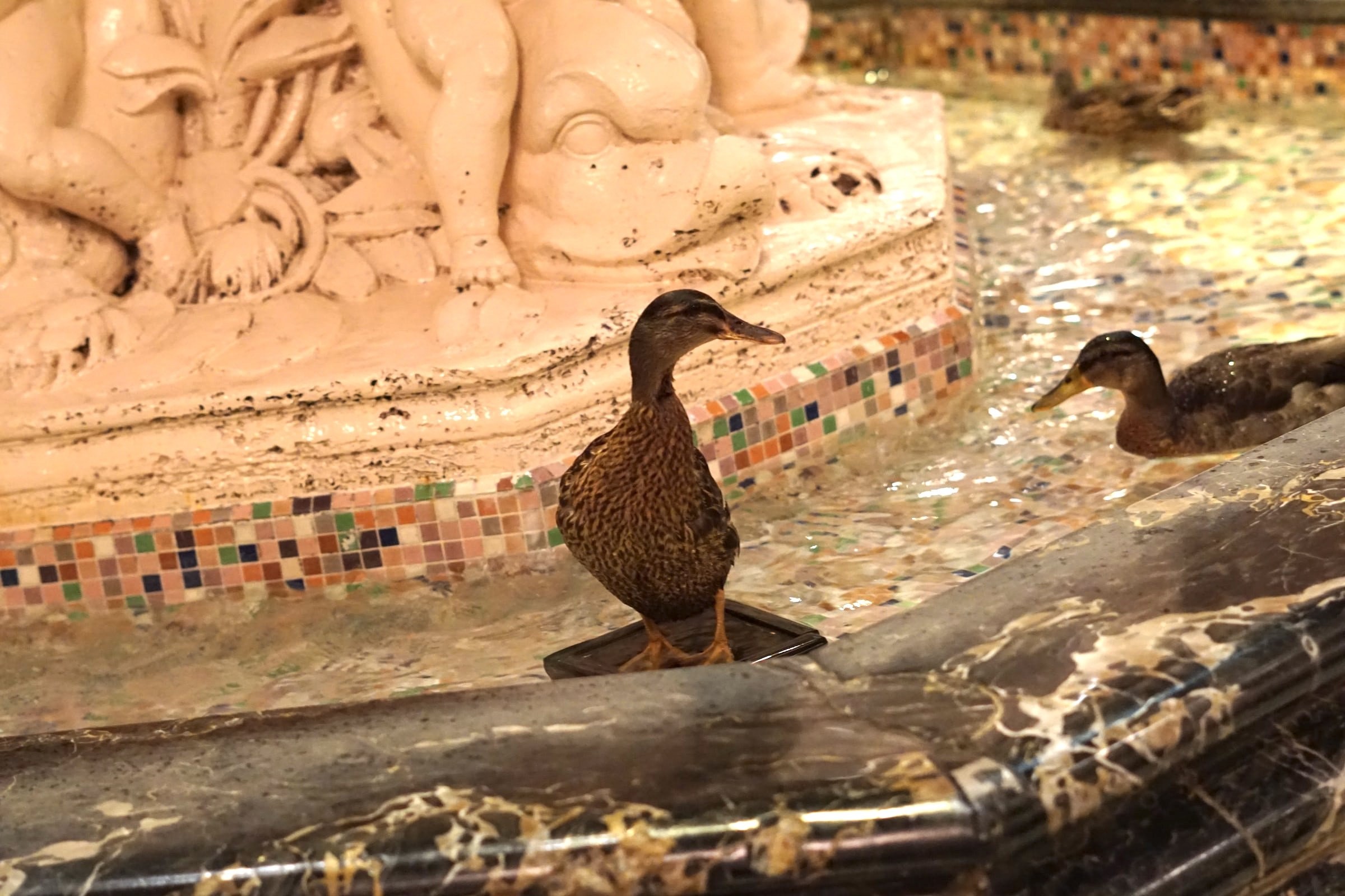 USA Südstaaten Tennessee Memphis Peabody Hotel