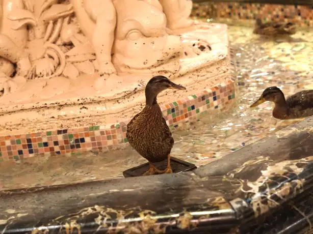 USA Südstaaten Tennessee Memphis Peabody Hotel