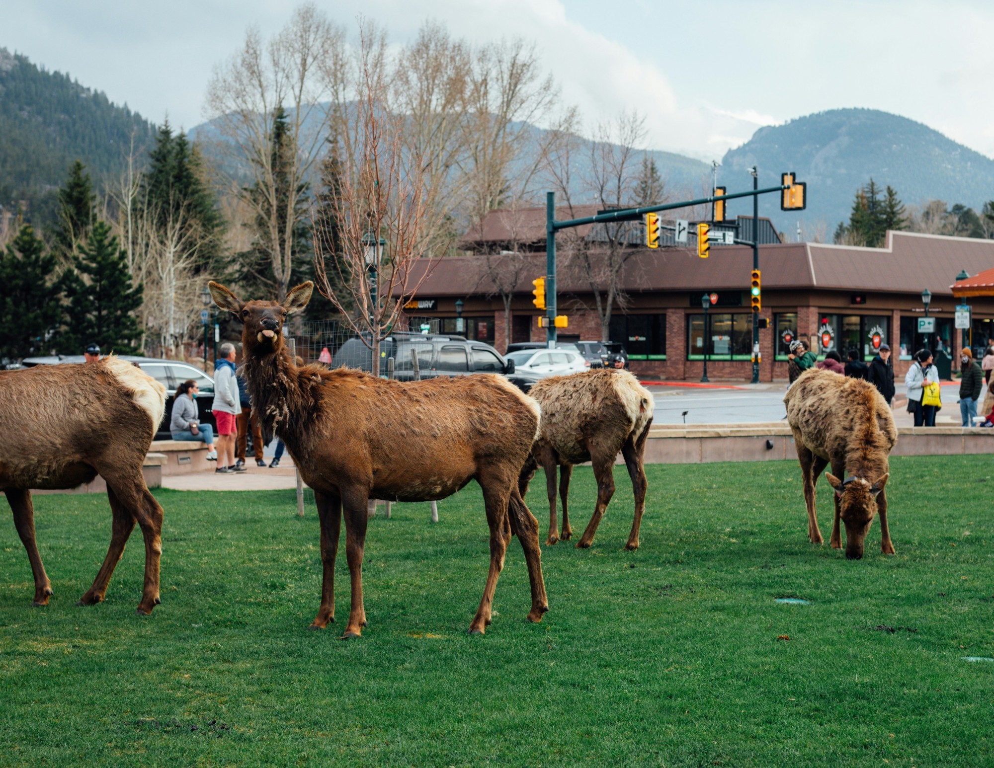 Eine kleine Herde Wapitis grast auf einer grünen Wiese im Ortszentrum von Estes Park, Colorado