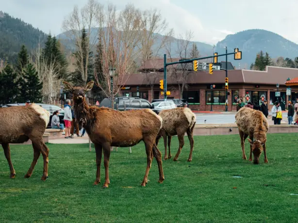 Eine kleine Herde Wapitis grast auf einer grünen Wiese im Ortszentrum von Estes Park, Colorado