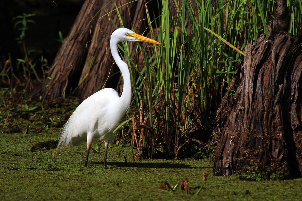 Usa louisiana Great Egret