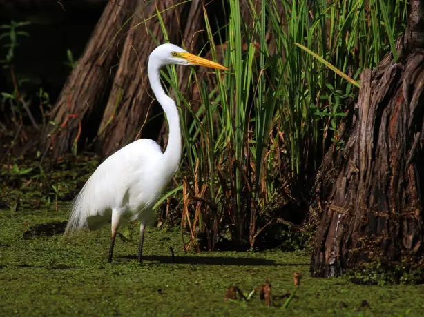 Usa louisiana Great Egret
