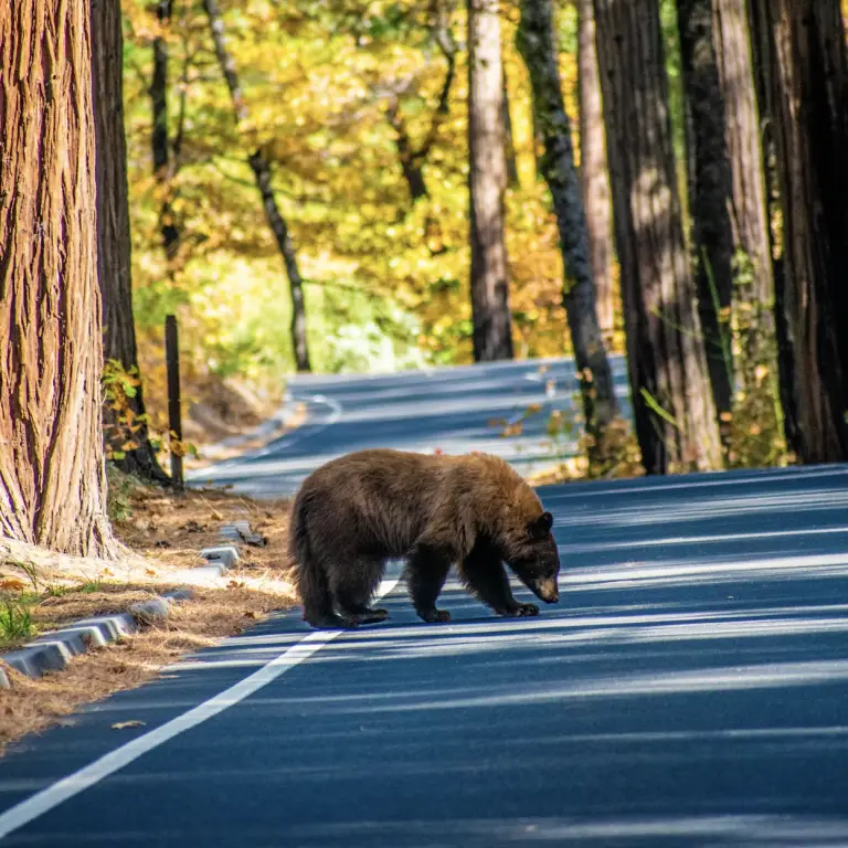 Een beer die een kronkelende weg oversteekt in een bos met sequoia’s en herfstbladeren in Yosemite National Park, Californië, VS