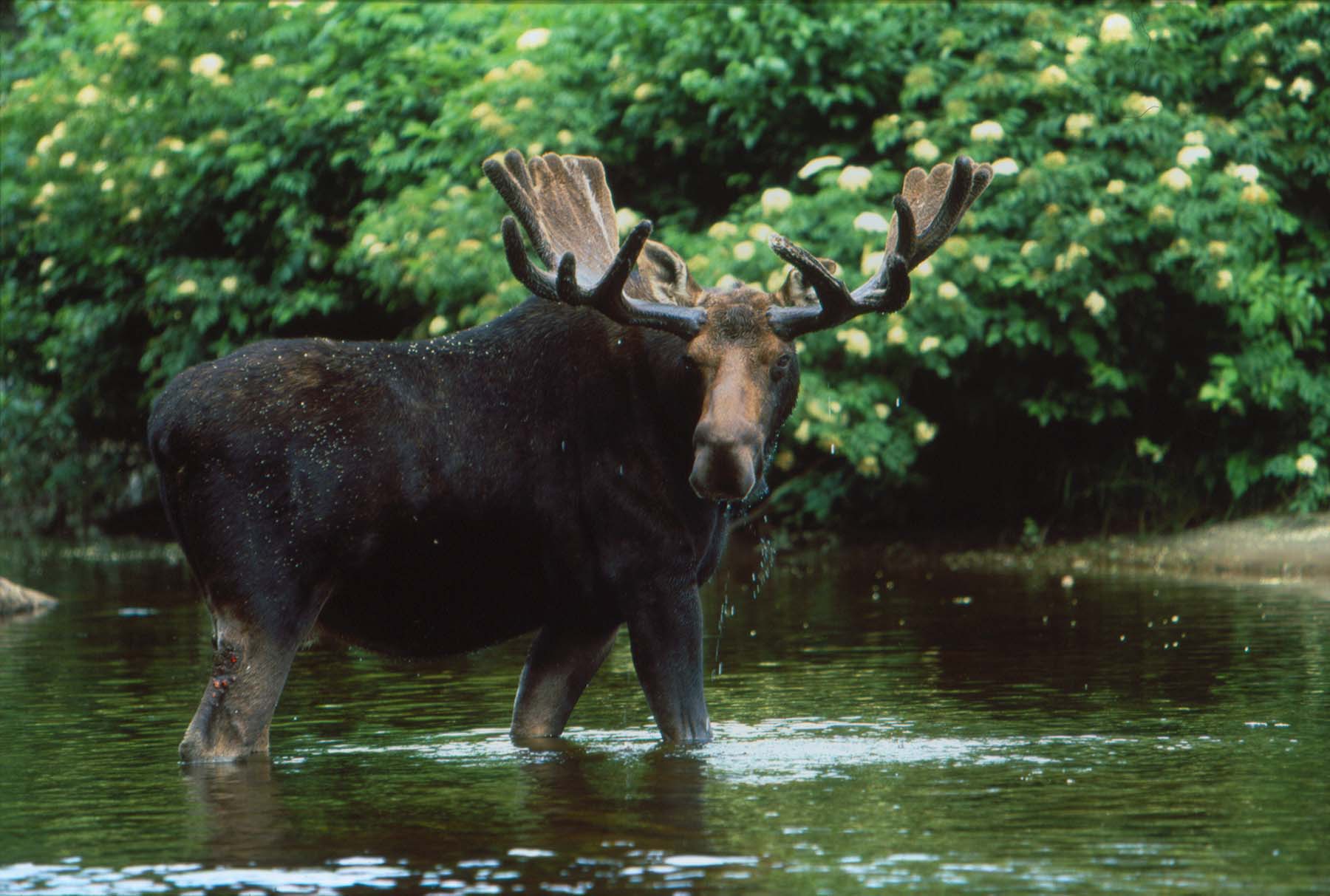 Usa bull moose maine credit Maine Office of Tourism