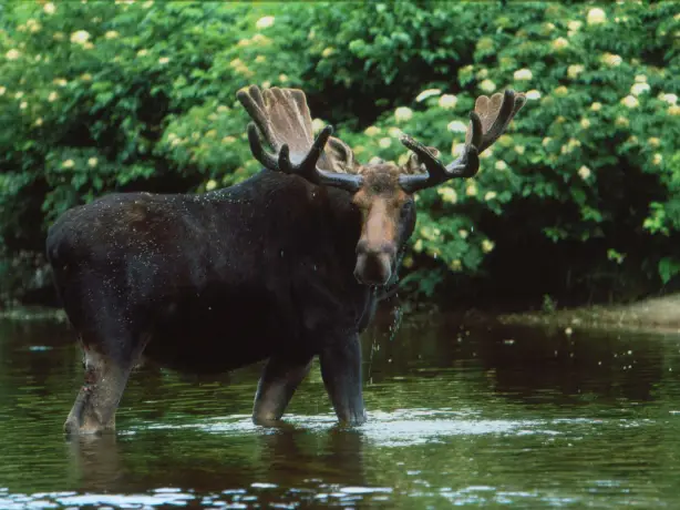 Usa bull moose maine credit Maine Office of Tourism