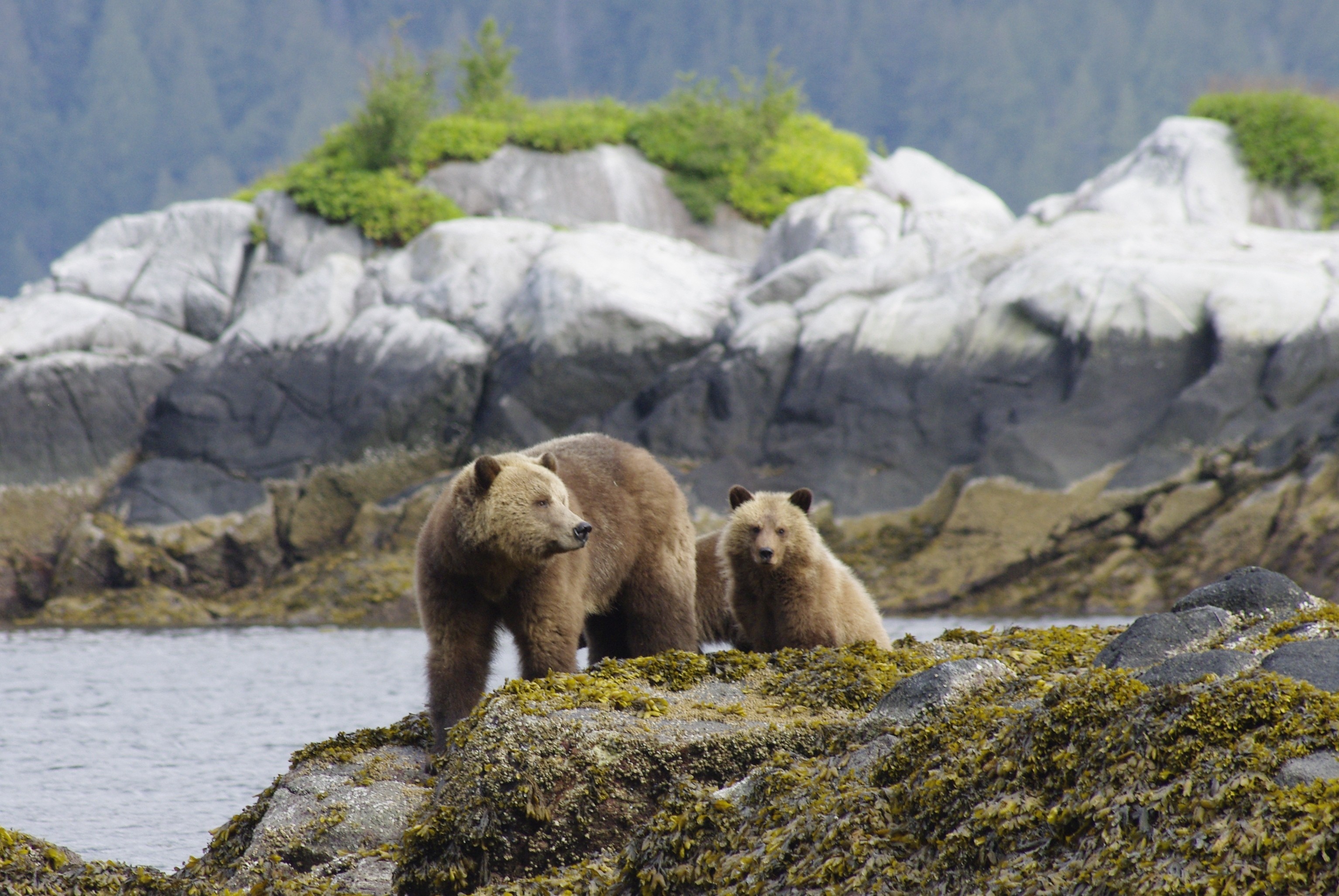Zwei Bären stehen auf Felsküste in Kanada