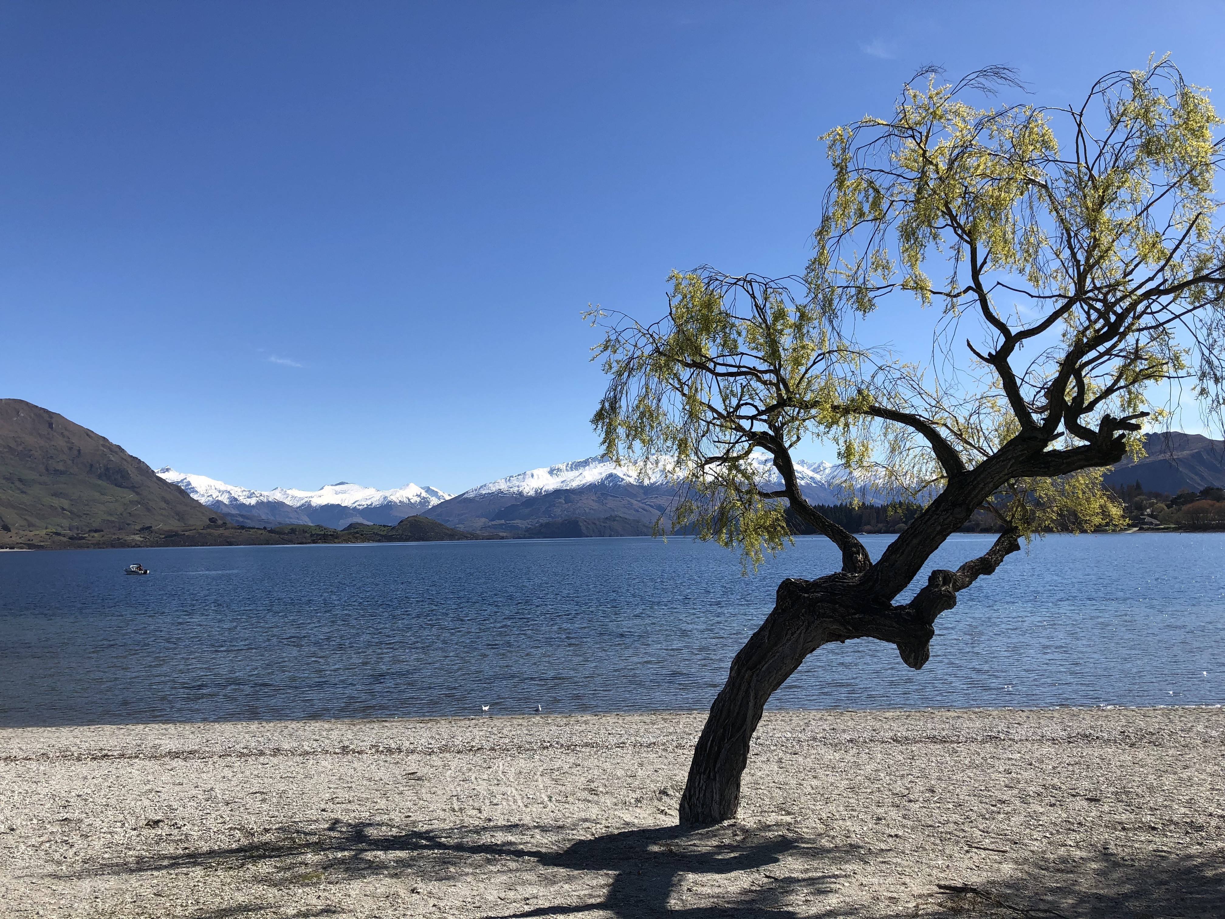 Een eenzame boom in het meer van Wanaka met besneeuwde bergtoppen in de verte