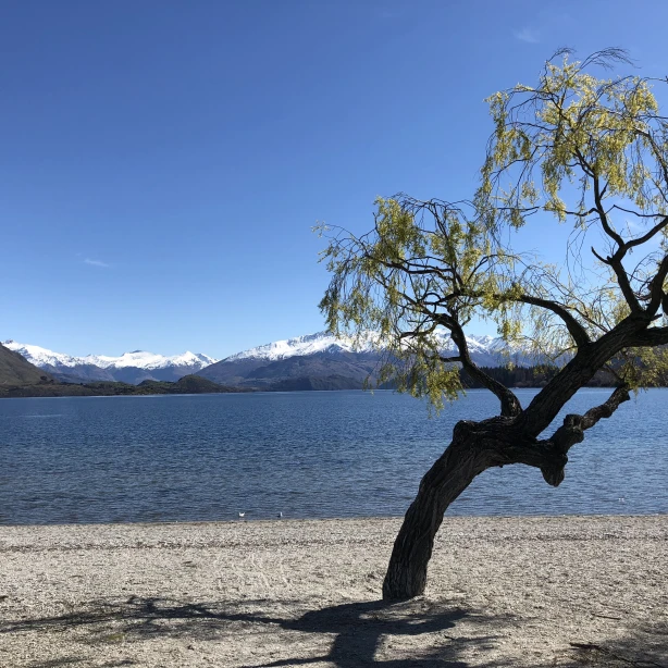 Een eenzame boom in het meer van Wanaka met besneeuwde bergtoppen in de verte