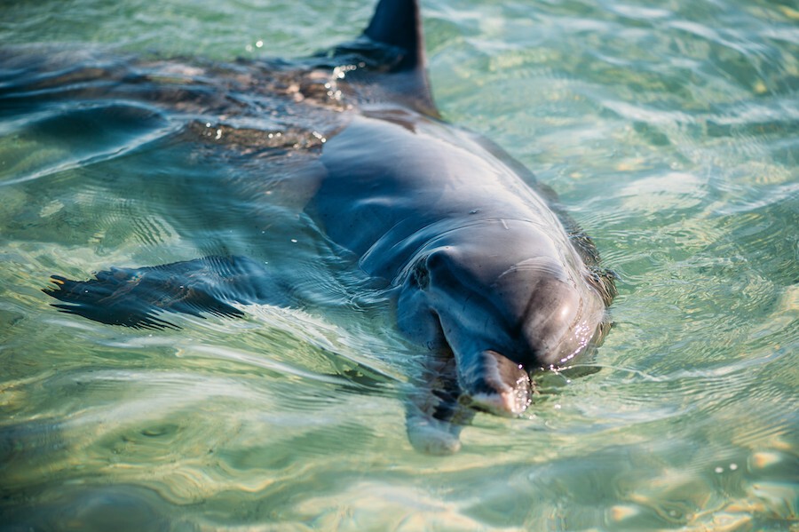 Monkey Mia Dolphin