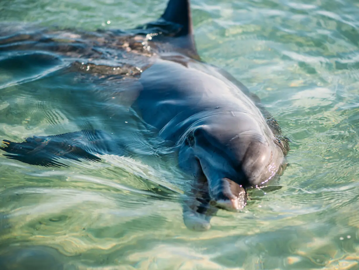 Monkey Mia Dolphin