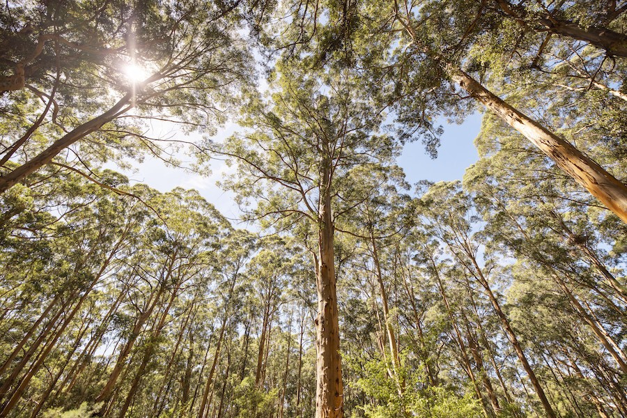 Karri Trees Western Australia