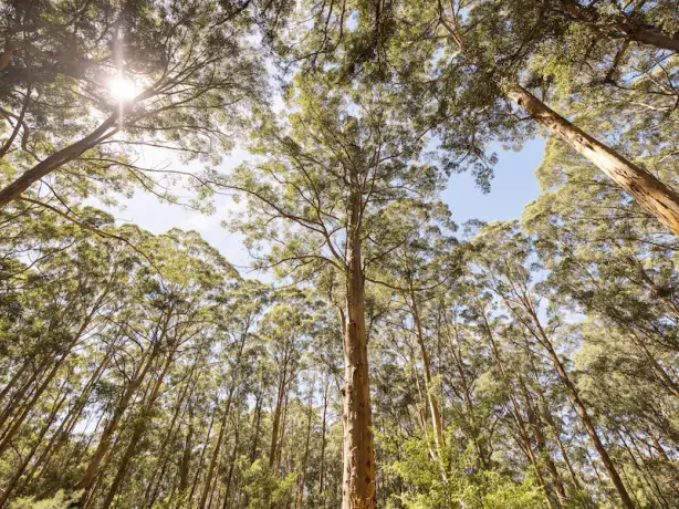 Karri Trees Western Australia