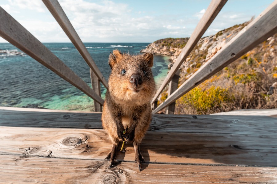 Ein Wombat mit dem Meer und einem Hügel im Hintergrund