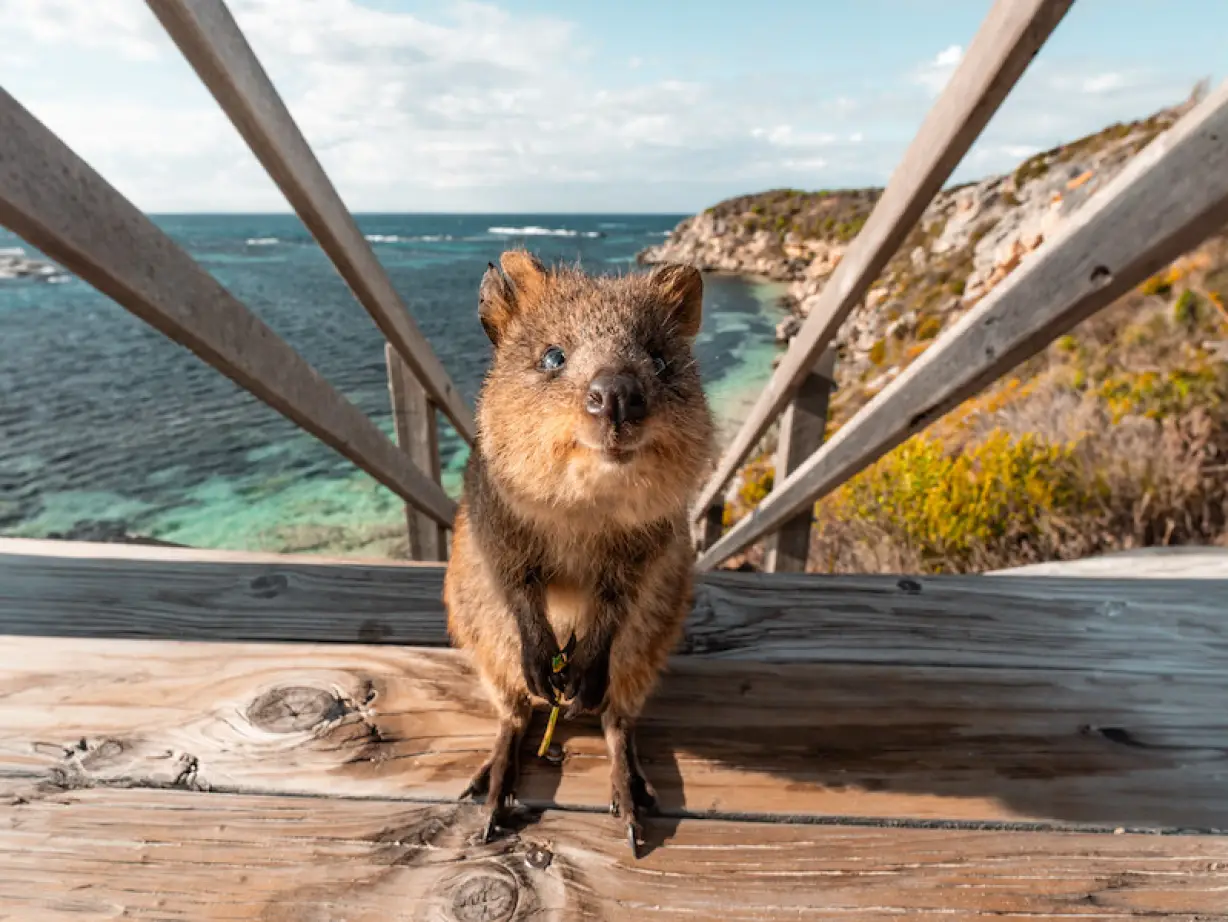 Ein Wombat mit dem Meer und einem Hügel im Hintergrund