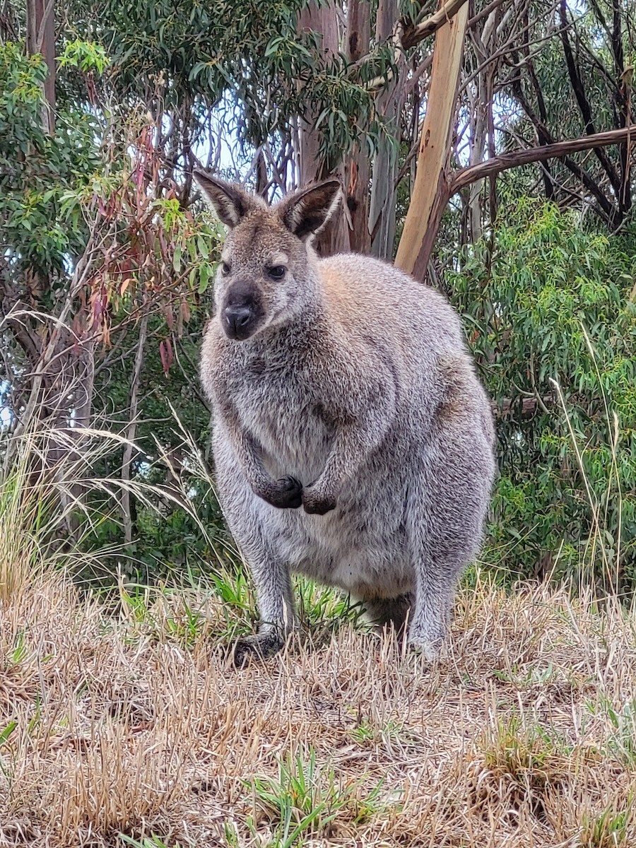 Känguru im Wald