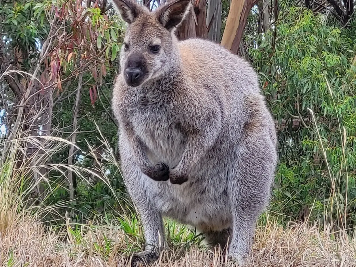 Känguru im Wald