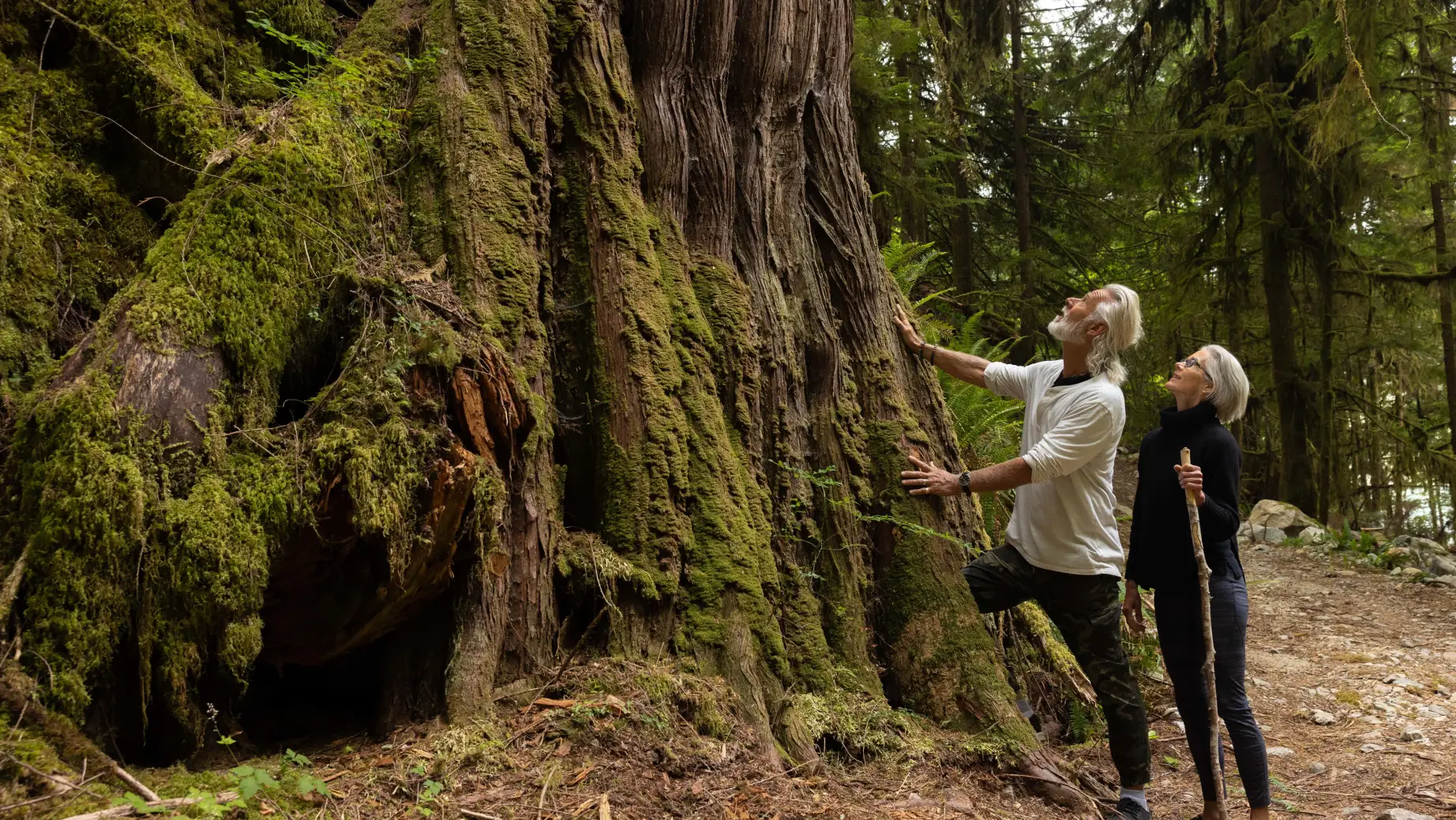 Two people in a forest looking up at a large tree in British Columbia, Canada