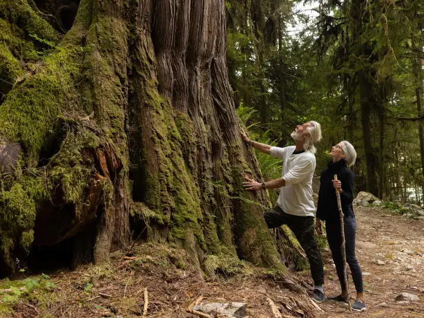 Zwei Menschen in einem Wald, die zu einem großen Baum in British Columbia, Kanada, aufblicken