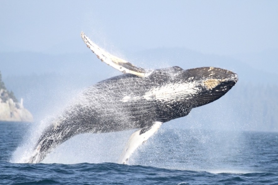 Kanada Vancouver Island Wal