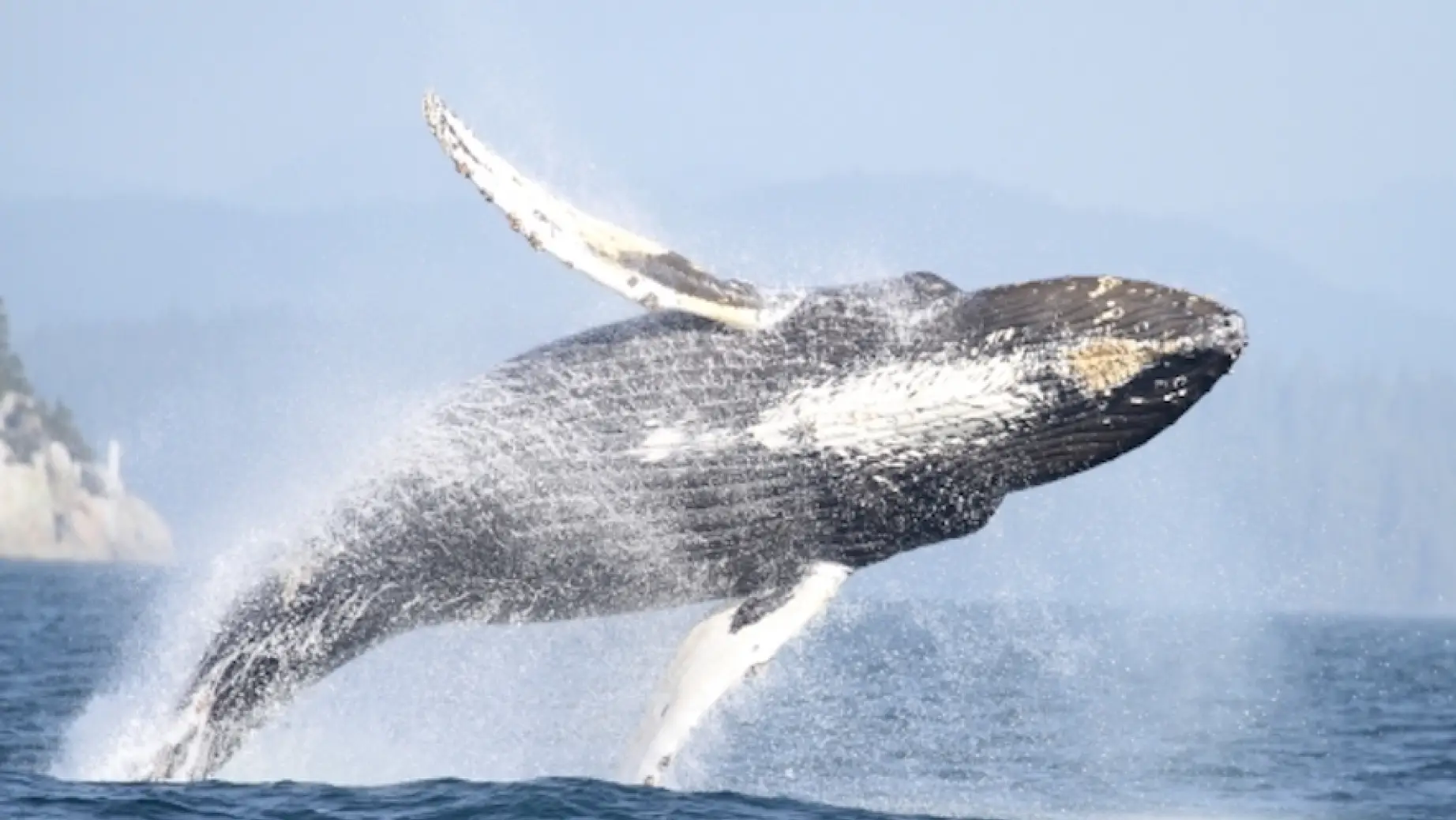Kanada Vancouver Island Wal