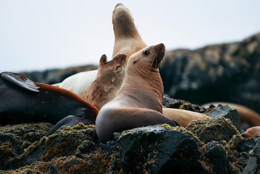 Eine Gruppe Stellerscher Seelöwen ruht auf moosbedeckten Felsen, wobei eines der Tiere aufmerksam in die Ferne blickt, gesichtet bei einer Wildtier-Tour mit Ahous Adventures vor Vancouver Island, British Columbia, Kanada.