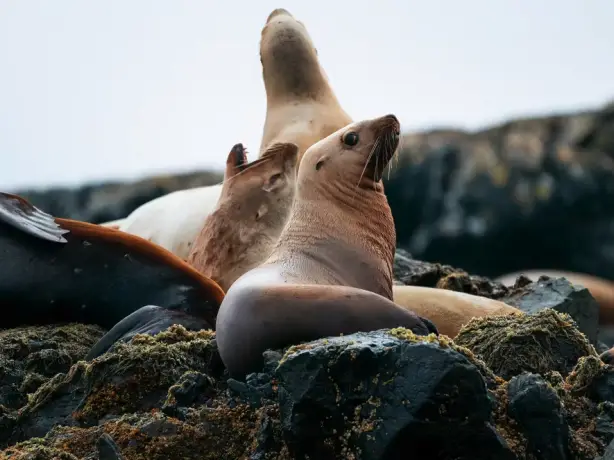 Eine Gruppe Stellerscher Seelöwen ruht auf moosbedeckten Felsen, wobei eines der Tiere aufmerksam in die Ferne blickt, gesichtet bei einer Wildtier-Tour mit Ahous Adventures vor Vancouver Island, British Columbia, Kanada.